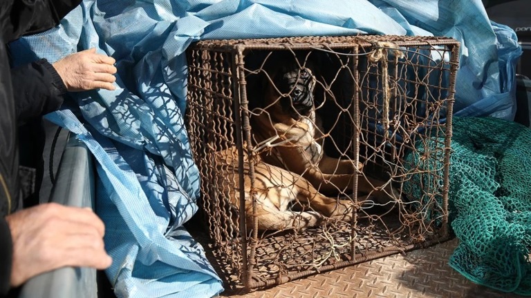 韓国で、食用を目的とした犬の飼育や処分を禁じる法案が可決された/Chung Sung-Jun/Getty Images