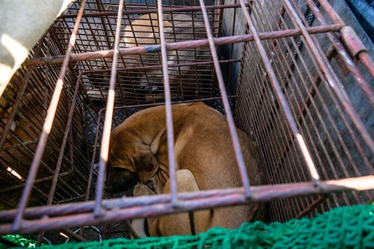 犬肉の消費を禁止する政府の取り組みに抗議して生産業者によっておりに入れられた犬＝２０２３年１１月、韓国・ソウル/Anthony Wallace/AFP/Getty Images