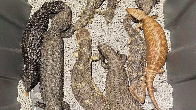 豪州で爬虫類の密輸組織が摘発され、トカゲ２５７匹などが押収された　/Handout/NSW Police