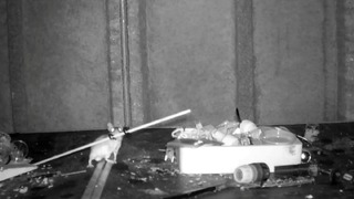 暗視カメラの映像で、ネズミが作業場に散らかった物を片付ける様子が確認された