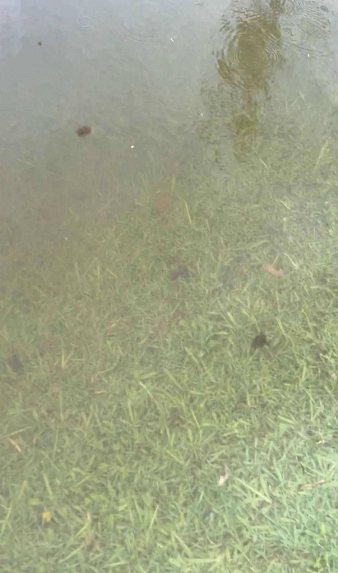 ＩＳＣが撮影した動画のスクリーンショットには、ヒアリの「いかだ」二つが水に浮かぶ様子が写っている/Invasive Species Council