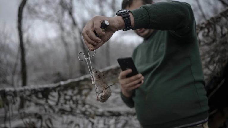 ロシアとウクライナの戦争の前線で、ネズミに関連した病気の流行が報告されている/Ozge Elif Kizil/Anadolu/Getty Images