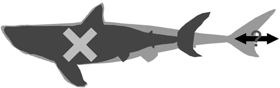 メガロドンの新旧のイメージの比較。濃いグレーの輪郭がホホジロザメを基にした以前の体形。薄いグレーが新たな想定の体形/Kenshu Shimada/DePaul University