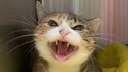 昔の恋人の名を付けた野良猫を去勢、バレンタインの寄付キャンペーン　米保護団体