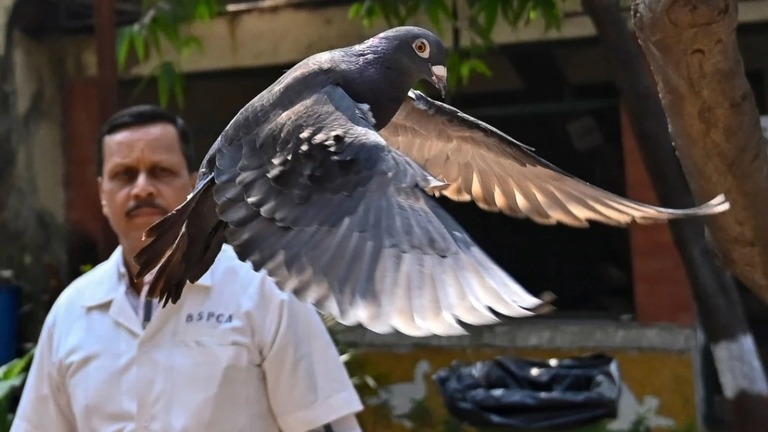 インド当局によって捕獲されていたハトがこのほど「釈放」された/Anshuman Poyrekar/Hindustan Times/AP