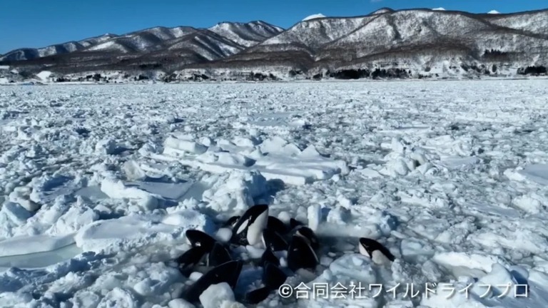 北海道・羅臼町の沖合で、１０頭以上のシャチが流氷に囲まれて立ち往生している/Wildlife Pro LLC/Facebook