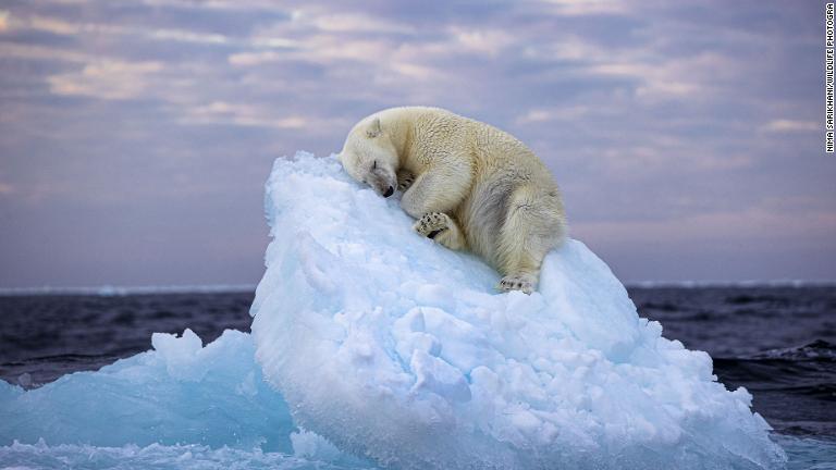 氷山の上でまどろむホッキョクグマを捉えた写真「氷のベッド」が、野生生物写真家コンテストのピープルズチョイス賞に輝いた/Nima Sarikhani/Wildlife Photogra