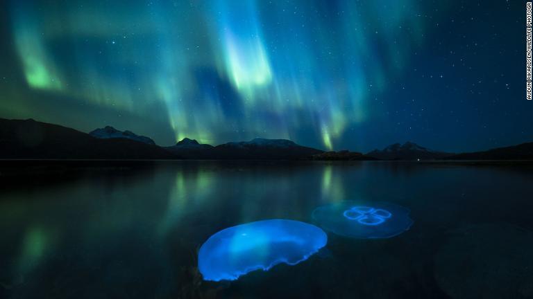 オーロラが輝くノルウェー北部のフィヨルドで、海中を漂うクラゲ/Audun Rikardsen/Wildlife Photogr