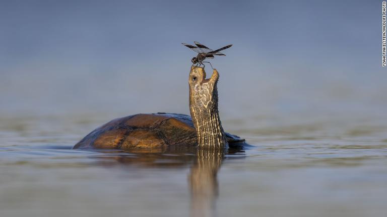 鼻先にトンボがとまったのを喜んでいるかのようなカメ/Tzahi Finkelstein/Wildlife Photo