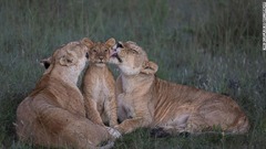 ２頭の雌ライオンが、子ライオンの顔をなめる＝ケニア・マサイマラ国立保護区