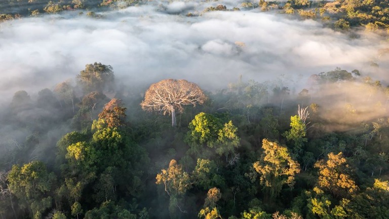 ペルー・ウカヤリ県に広がるアマゾンの熱帯雨林/Andre Dib