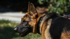 米バイデン大統領一家の愛犬、２４回以上かみついた　警護隊員ら被害