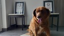 「世界最高齢犬ボビ」のギネス認定取り消し、３１歳証明できず