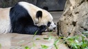 ジャイアントパンダ２頭、中国から米サンディエゴ動物園へ　２０年ぶり貸与