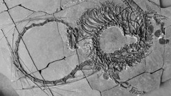 ２億４０００万年前の「竜」、全身の化石を科学者が公開