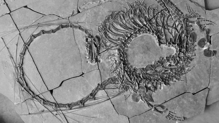 ２億４０００万年前の爬虫類の全身化石が公開された/National Museums Scotland