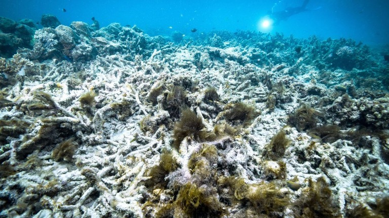 世界遺産であるグレートバリアリーフでのサンゴの白化現象。写真は２０１６年１０月に撮影したもの/Kyodo News Stills/Getty Images