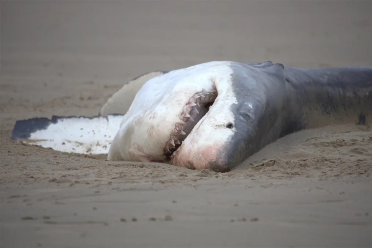 南ア・ハーテンボス近くの海岸に打ち上げられたホホジロザメの死骸/Christiaan Stopforth/Drone Fanatics SA