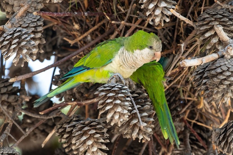 欧州で「オウム病」の症例が急増している/Lorenzo Di Cola/NurPhoto/Getty Images via CNN Newsource