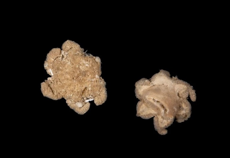 「オクトコーラル」と呼ばれる深海のサンゴの一種の可能性がある謎の生物/Sadie Mills/Ocean Census/NIWA