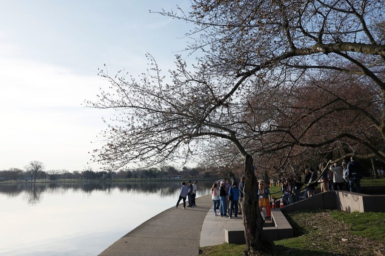 タイダルベイスンの桜並木＝１４日、米ワシントンＤＣ/Anna Moneymaker/Getty Images via CNN Newsource