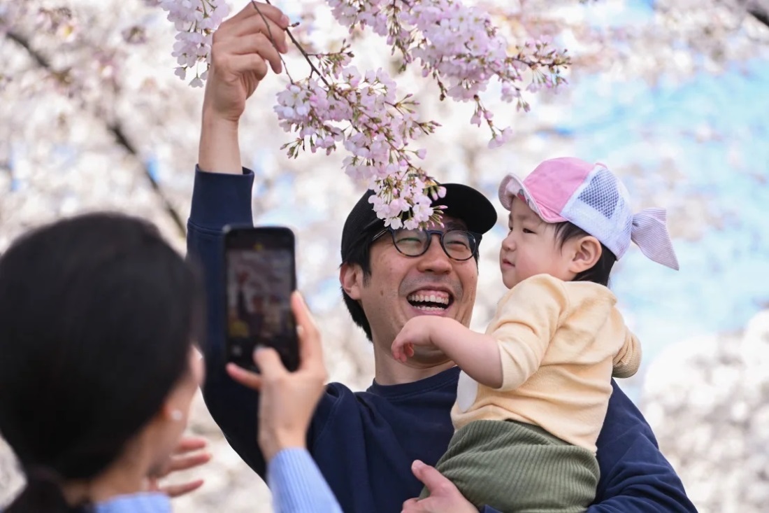 開花のピークは観測史上2番目の早さだった/Roberto Schmidt/AFP/Getty Images