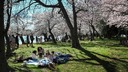 米首都ワシントンの桜が「開花ピーク」　観測史上２位の早さ