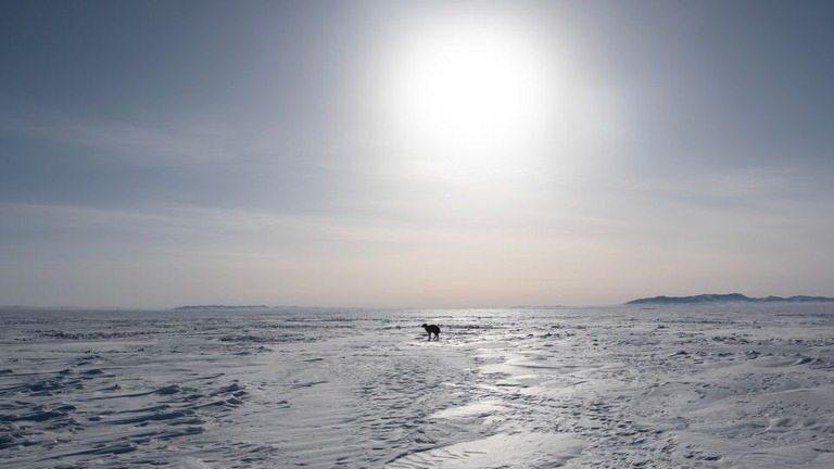 極端な低温に見舞われたモンゴルの雪原に佇む羊/Ochir/AFP/Getty Images