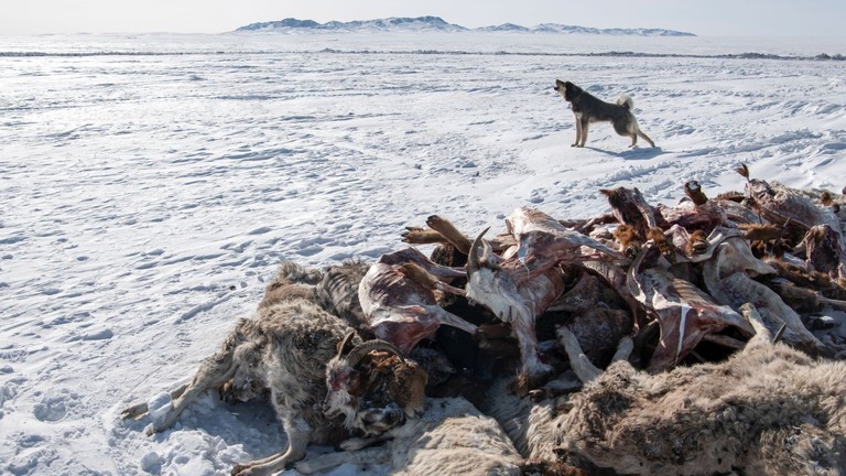 モンゴルを襲った極度の寒さで死んだ羊や山羊の隣で吠える犬/Byambasuren Byamba-Ochir/AFP/Getty Images