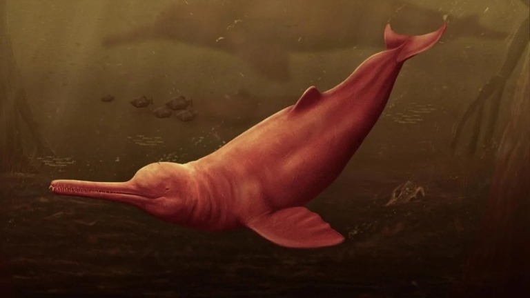 ペルーのアマゾン地域で化石が発見された約１６００万年前のカワイルカの想像図/Jaime Bran