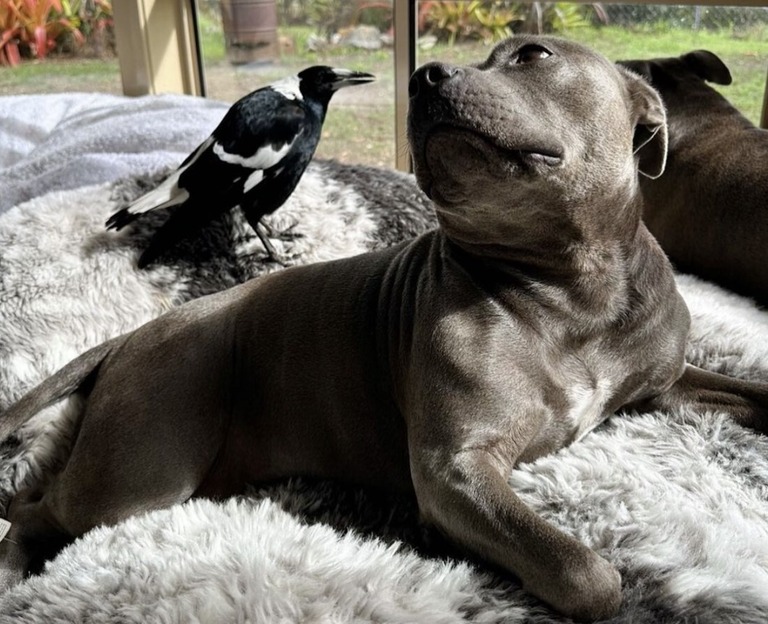 ４年間ともに過ごしていた犬の「ペギー」と野鳥の「モリー」/From peggyandmolly/Instagram