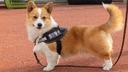 コーギーの警察犬候補、愛らしい姿で人気沸騰　中国