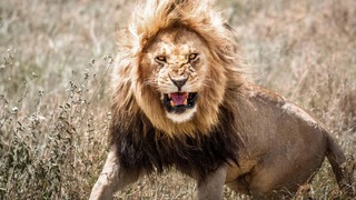 アフリカの原野でライオンに出くわした時の適切な対処法を専門家が指南