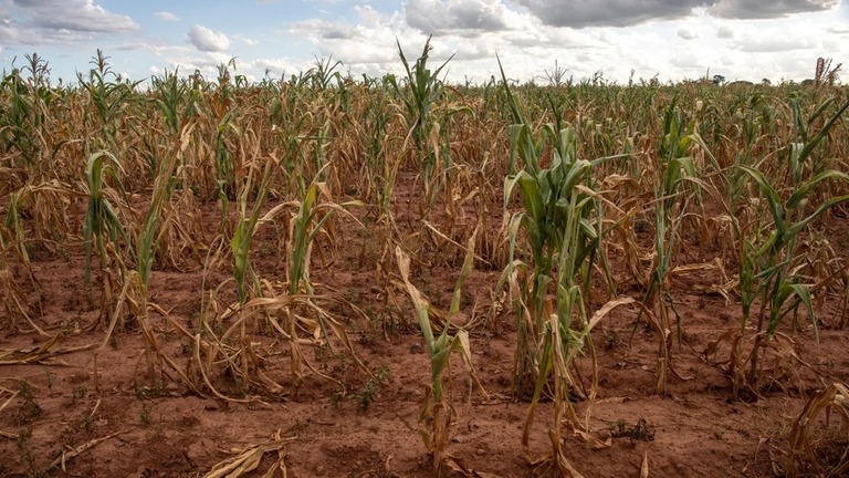 干ばつの影響を受けた農場のトウモロコシ畑＝３月１１日、ジンバブエ・グレンデール/Cynthia R Matonhodze/Bloomberg/Getty Images