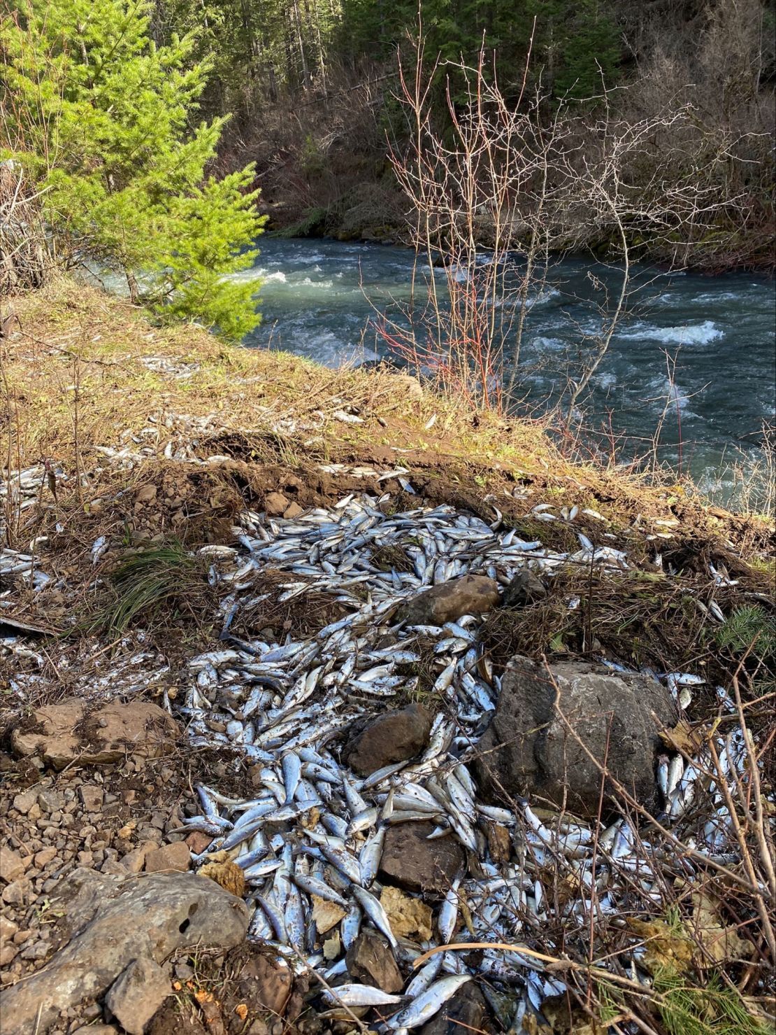 トラックから投げ出され、２万匹あまりのサケが死んだ/U.S. Fish and Wildlife Service