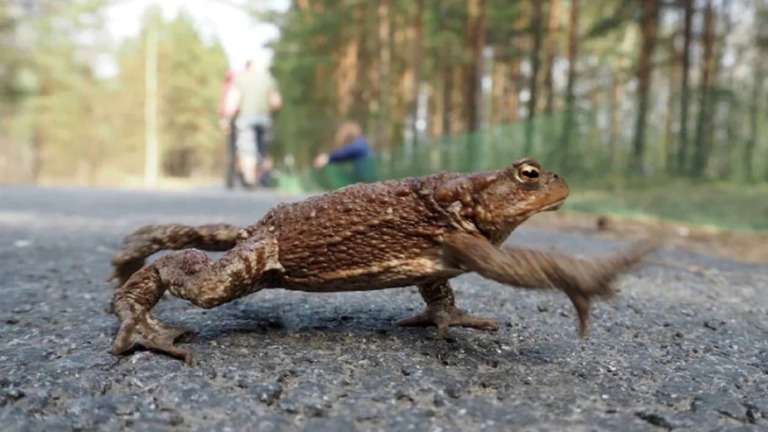 ロシア西部の自然保護区で、道路を横断するヒキガエルを守るボランティアを募集/Telegram