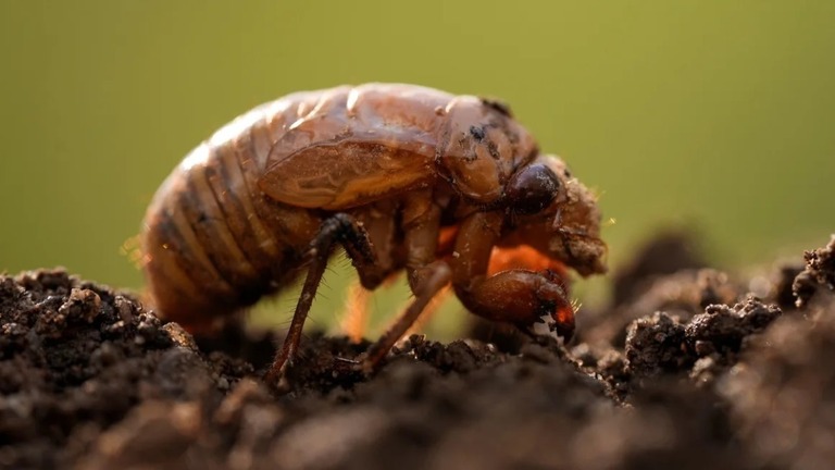 米ジョージア州で先月２７日に見つかった周期ゼミの幼虫/Carolyn Kaster/AP