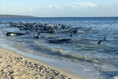 座礁したゴンドウクジラの群れ＝２５日、西オーストラリア州