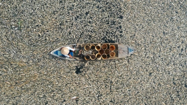 貯水池の水面を覆い尽くす大量の魚の死骸/AFP/Getty Images