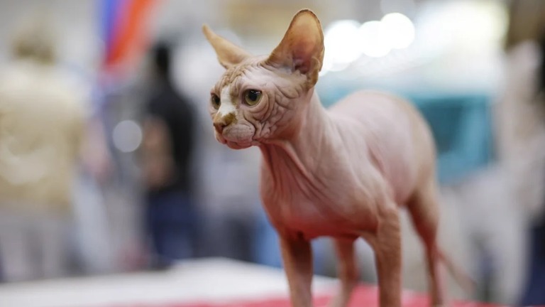 カナダのオンタリオ州で生まれたオス猫を起源とする無毛の「スフィンクス種」/Max Rossi/Reuters