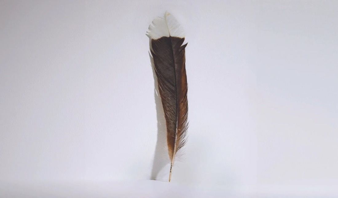 huia-feather-imagery-webbs-7-