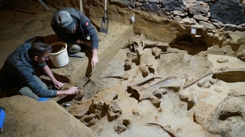ワイン貯蔵庫からマンモスの骨発見、３００本以上　オーストリア