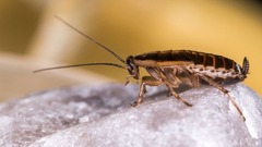ゴキブリはどのようにして世界中に勢力を拡大したのか？