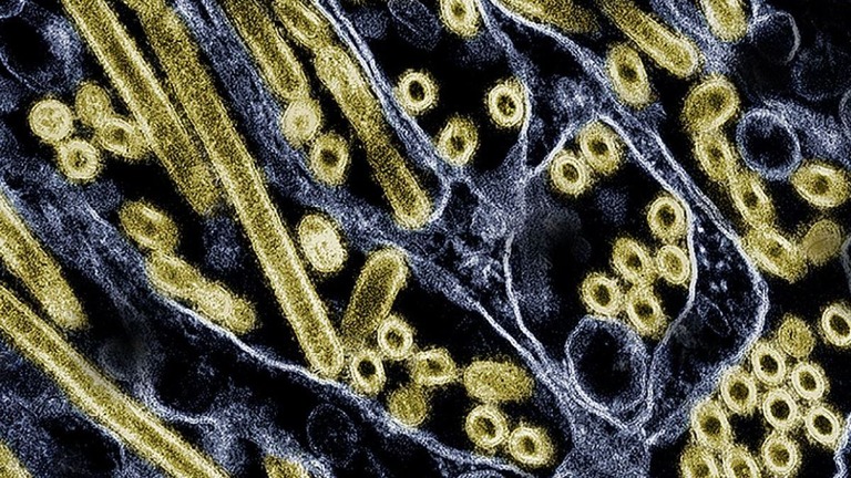 Ｈ５Ｎ１ウイルスについては、約２０年にわたって観察が続けられている/CDC/NIAID