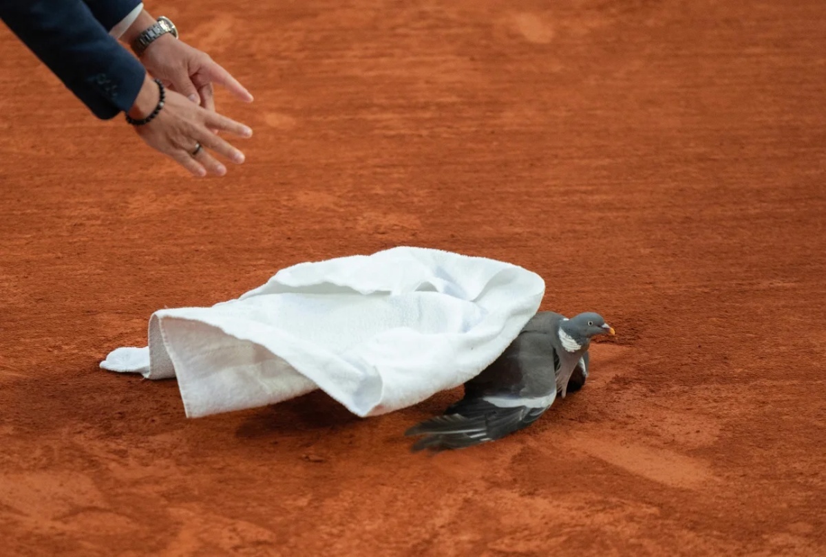 ハトはタオルにくるまれて救出された/Susan Mullane/USA Today Sports/Reuters