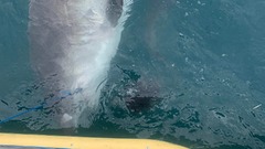 イタチザメ、ハリモグラを丸ごと吐き出す　豪研究者が初めて目撃