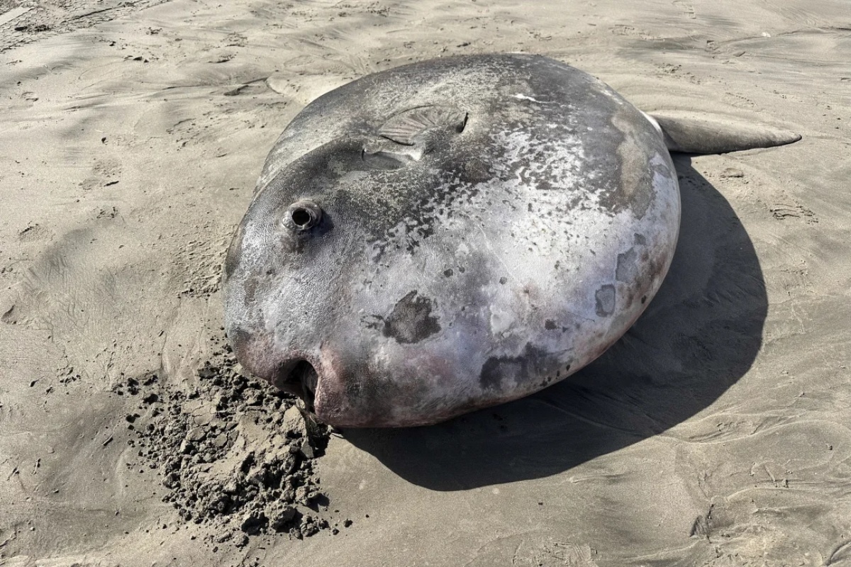 カクレマンボウは3日にオレゴン州北西部のギアハートビーチに打ち上げられた/Tiffany Boothe/Seaside Aquarium/AP