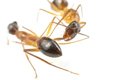 仲間の命を救うため脚切断、オオアリの意外な行動確認　新研究