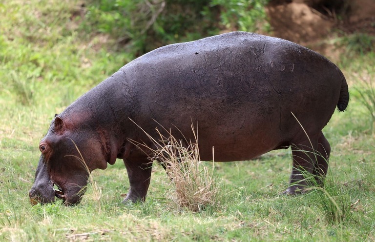 カバが高速で走る場合に四肢すべてが地面から離れることが研究で発表された/Warren Little/Getty Images