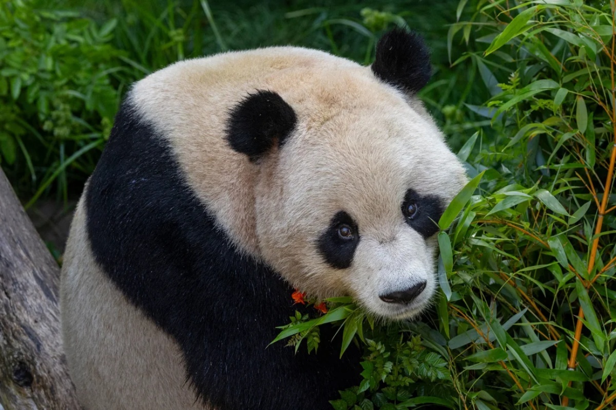もうすぐ5歳になる雄のユンチュアン/San Diego Zoo Wildlife Alliance